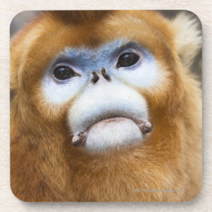 Male Golden Monkey Pygathrix roxellana, portrait Coaster