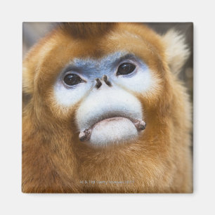 Male Golden Monkey Pygathrix roxellana, portrait Magnet