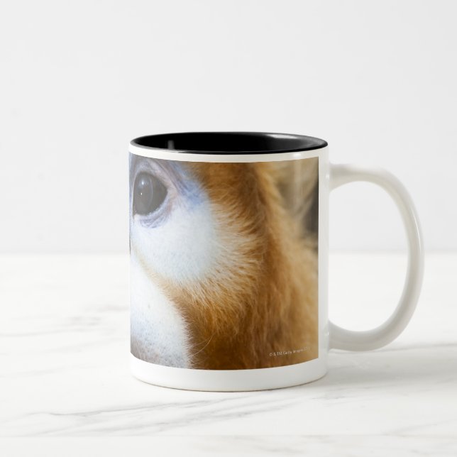 Male Golden Monkey Pygathrix roxellana Two-Tone Coffee Mug (Right)