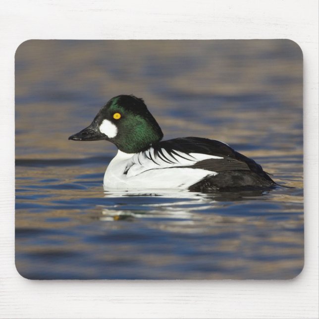 Male Goldeneye duck  Mouse Pad (Front)