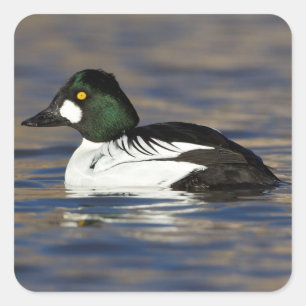 Male Goldeneye duck  Square Sticker