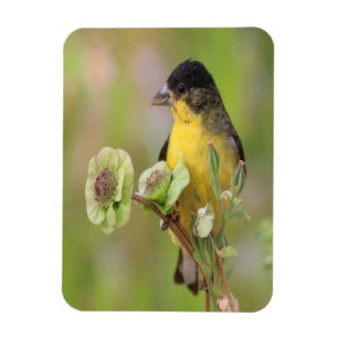 Male  Goldfinch Magnet