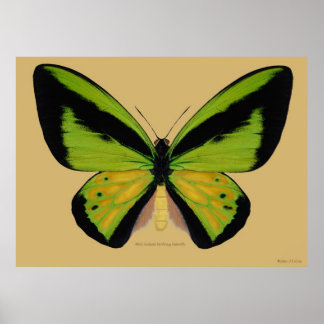 Male Goliath birdwing Butterfly Poster