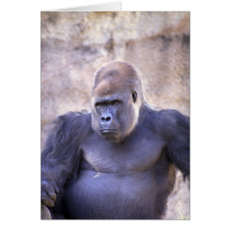 Male Gorilla