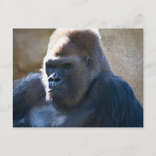 Male Gorilla Postcard