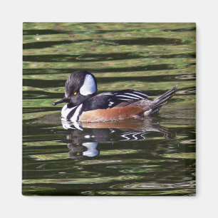 Male hooded merganser magnet