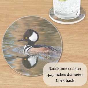 Male Hooded Merganser Swimming on Creek Coaster
