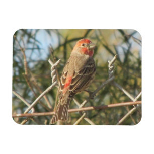 Male House Finch Magnet