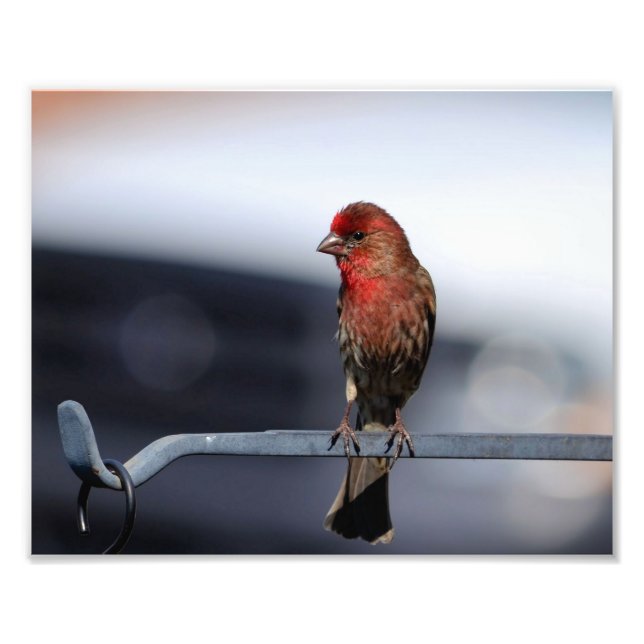 Male House Finch Photo Print (Front)