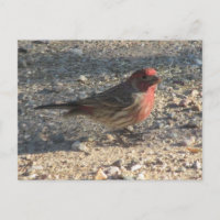 Male House Finch Postcard