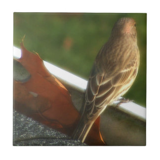 Male House Finch Tile