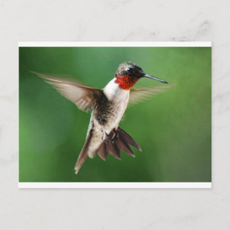 Male Hummingbird Postcard