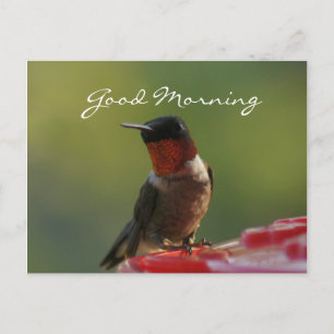 Male Hummingbird Postcard- customise Postcard