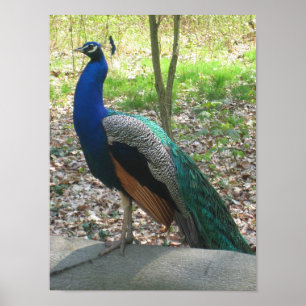 Male Indian Peacock Poster