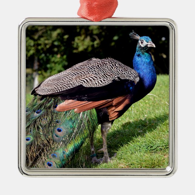 Male Indian Peafowl Metal Ornament (Front)