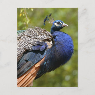 Male Indian Peafowl Postcard