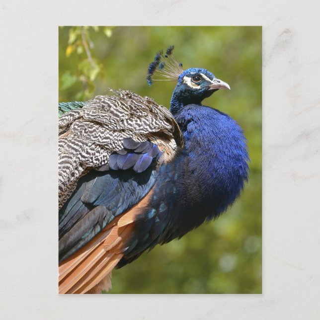 Male Indian Peafowl Postcard (Front)
