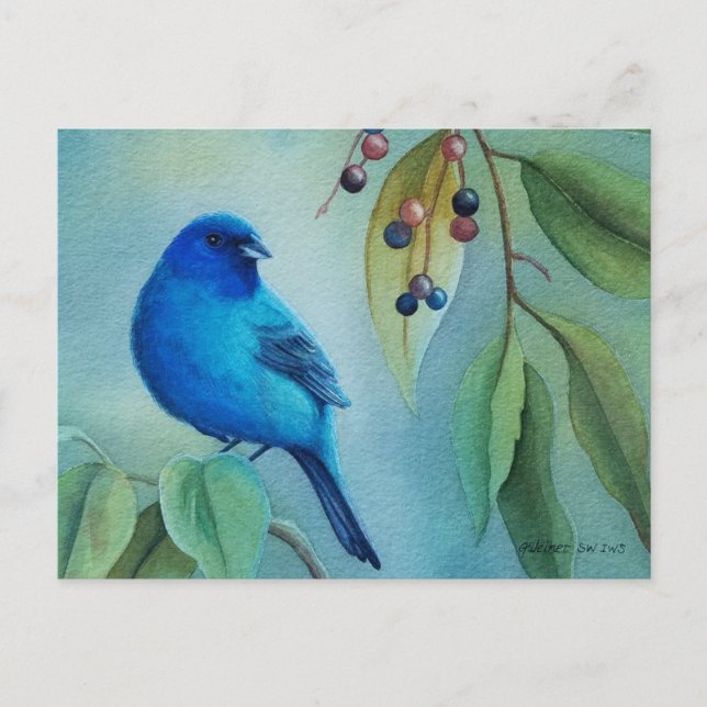 Male Indigo Bunting Bird Hackberry Watercolor Art Postcard (Front)