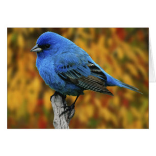 Male Indigo Bunting, Passerina cyanea