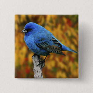 Male Indigo Bunting, Passerina cyanea 15 Cm Square Badge