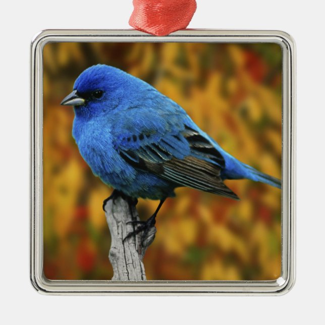 Male Indigo Bunting, Passerina cyanea Metal Ornament (Front)