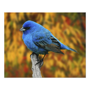 Male Indigo Bunting, Passerina cyanea Photo Print