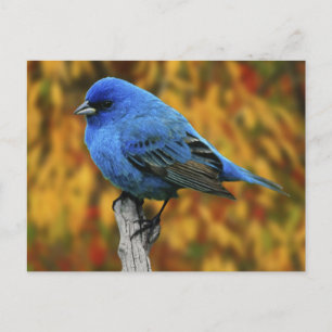 Male Indigo Bunting, Passerina cyanea Postcard