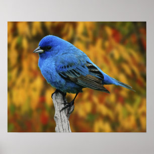 Male Indigo Bunting, Passerina cyanea Poster