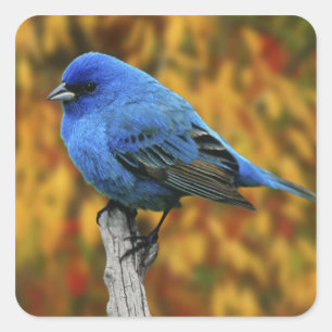 Male Indigo Bunting, Passerina cyanea Square Sticker