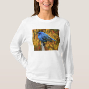 Male Indigo Bunting, Passerina cyanea T-Shirt