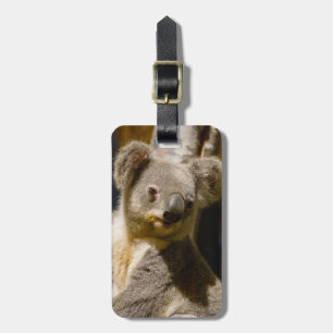 Male Koala Personalise Luggage Tag