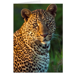 Male Leopard (Panthera Pardus) Full-Grown Cub