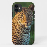 Male Leopard (Panthera Pardus) Full-Grown Cub