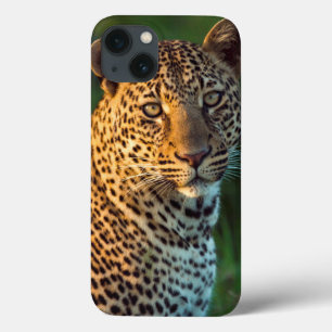 Male Leopard (Panthera Pardus) Full-Grown Cub iPhone 13 Case