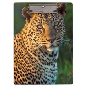 Male Leopard (Panthera Pardus) Full-Grown Cub Clipboard