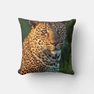 Male Leopard (Panthera Pardus) Full-Grown Cub Cushion