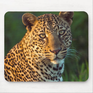 Male Leopard (Panthera Pardus) Full-Grown Cub Mouse Pad
