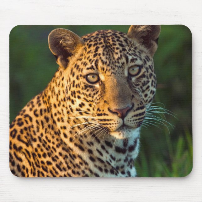 Male Leopard (Panthera Pardus) Full-Grown Cub Mouse Pad (Front)