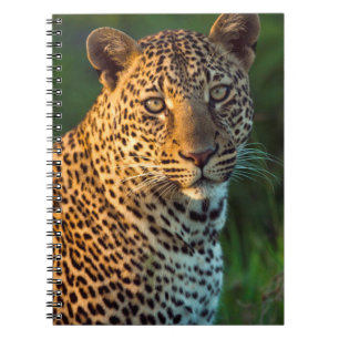 Male Leopard (Panthera Pardus) Full-Grown Cub Notebook