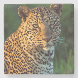 Male Leopard (Panthera Pardus) Full-Grown Cub Stone Coaster