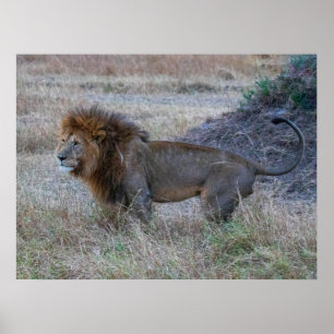 Male Lion at Dusk – African Safari Wildlife Poster