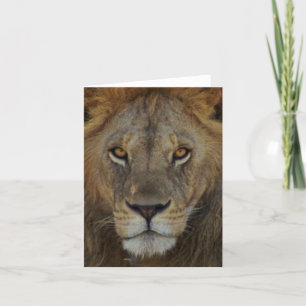 Male Lion Card