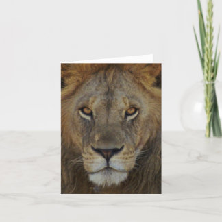 Male Lion Card