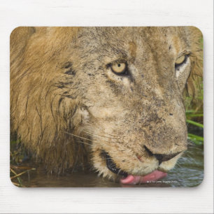Male lion drinking, Greater Kruger National Mouse Pad