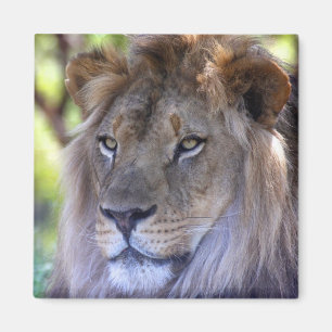Male Lion headshot Magnet