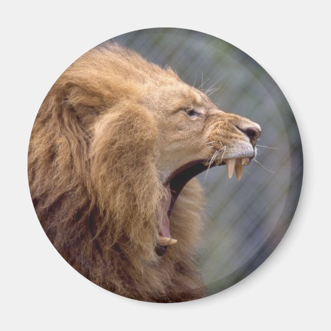 Male Lion Magnet (Front)