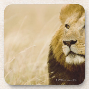 Male lion (Panthera leo) portrait, Masai Mara, Coaster