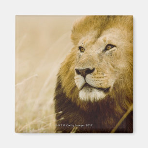 Male lion (Panthera leo) portrait, Masai Mara Magnet