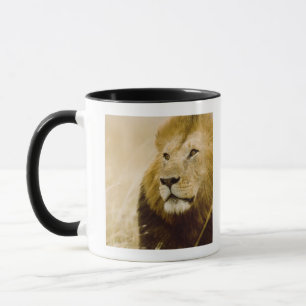 Male lion (Panthera leo) portrait, Masai Mara Mug