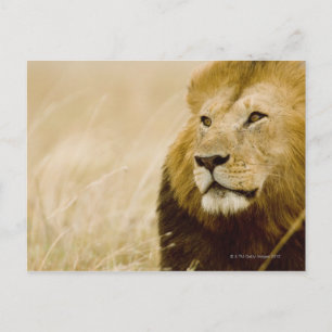 Male lion (Panthera leo) portrait, Masai Mara, Postcard